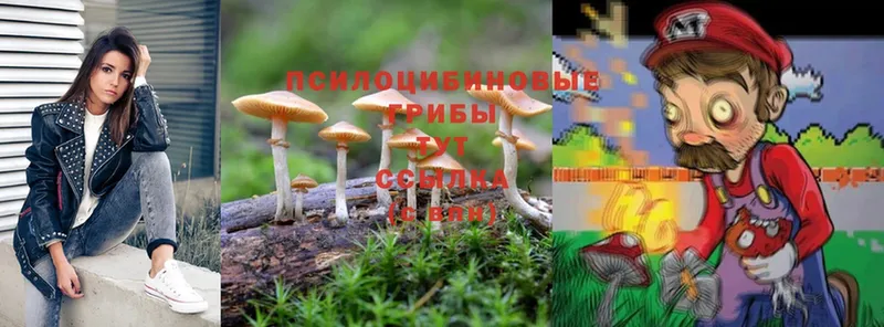 закладка  Луховицы  Галлюциногенные грибы Psilocybe 